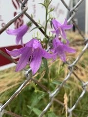 Campanula