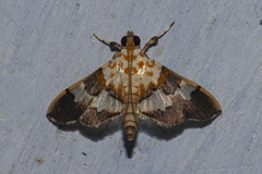 Aetholix flavibasalis