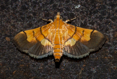 Syngamia latimarginalis