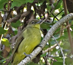 Chlorocichla flaviventris flaviventris