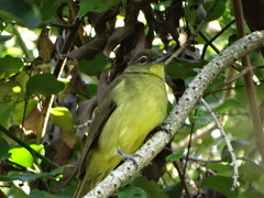 Chlorocichla flaviventris flaviventris