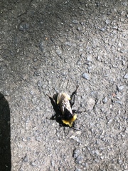 Bombus vestalis