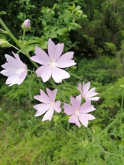 Malva excisa