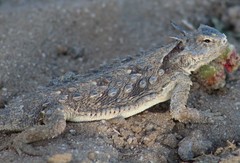 Phrynosoma cerroense