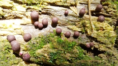 Lycogala exiguum