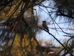 Contopus sordidulus
