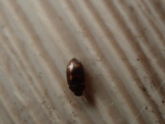 Litargus