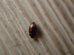 Litargus