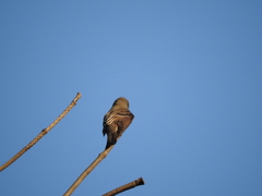 Contopus sordidulus