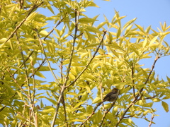 Auriparus flaviceps