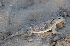 Phrynosoma cerroense