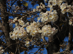 Tabebuia roseoalba