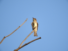 Contopus sordidulus
