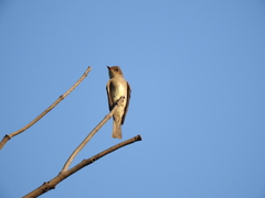Contopus sordidulus