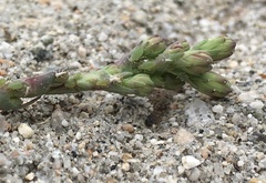 Acyrthosiphon lactucae