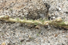 Acyrthosiphon lactucae