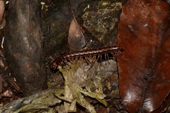 Aponedyopus