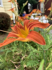 Hemerocallis