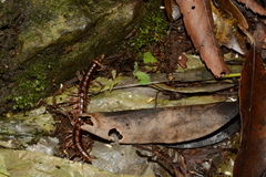 Aponedyopus