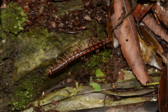 Aponedyopus