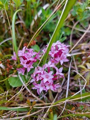 Daphne striata
