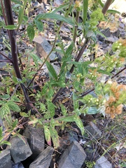 Phacelia heterophylla