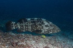 Epinephelus malabaricus
