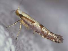 Argyresthia conjugella