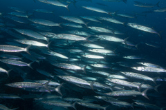 Blackfin Barracuda photo 5