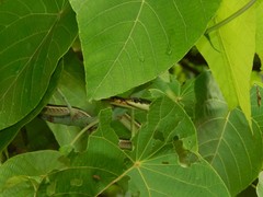 Dendrelaphis tristis