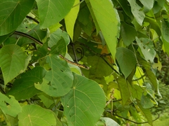 Dendrelaphis tristis