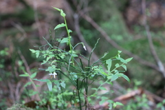 Vaccinium japonicum lasiostemon