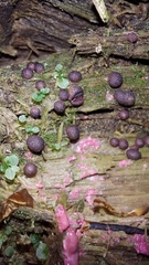 Lycogala exiguum