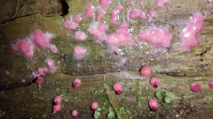 Lycogala exiguum