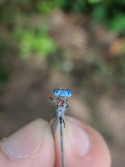 Arrenurus