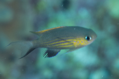 Pycnochromis vanderbilti