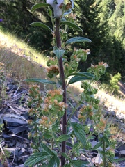 Phacelia heterophylla