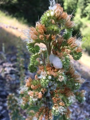 Phacelia heterophylla