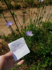 Cichorium intybus