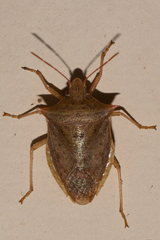 Euschistus ictericus