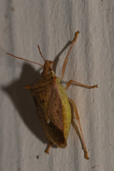 Euschistus ictericus