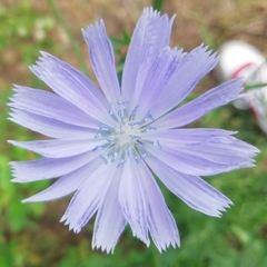 Cichorium intybus