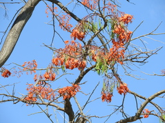 Erythrina mulungu
