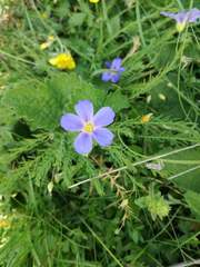 Linum alpinum