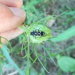 Chlorophorus sartor