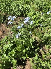 Myosotis asiatica