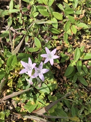 Richardia grandiflora