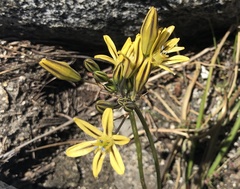 Triteleia