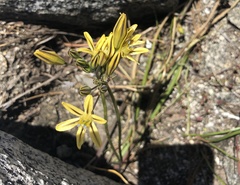 Triteleia