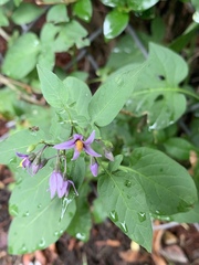 Solanum dulcamara